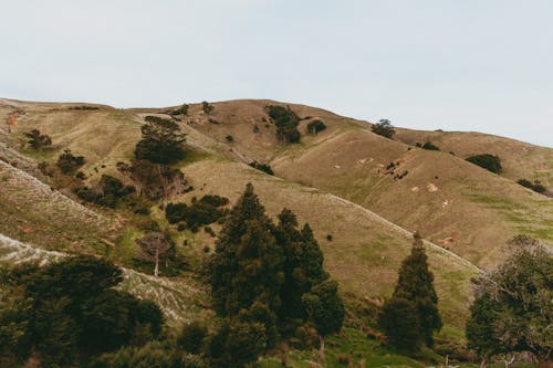 Foto d'estoc gratuïta de agricultura, agrupar, arbre