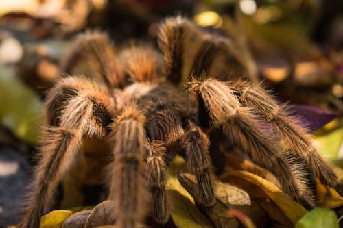 Nahaufnahmefoto Der Braunen Vogelspinne