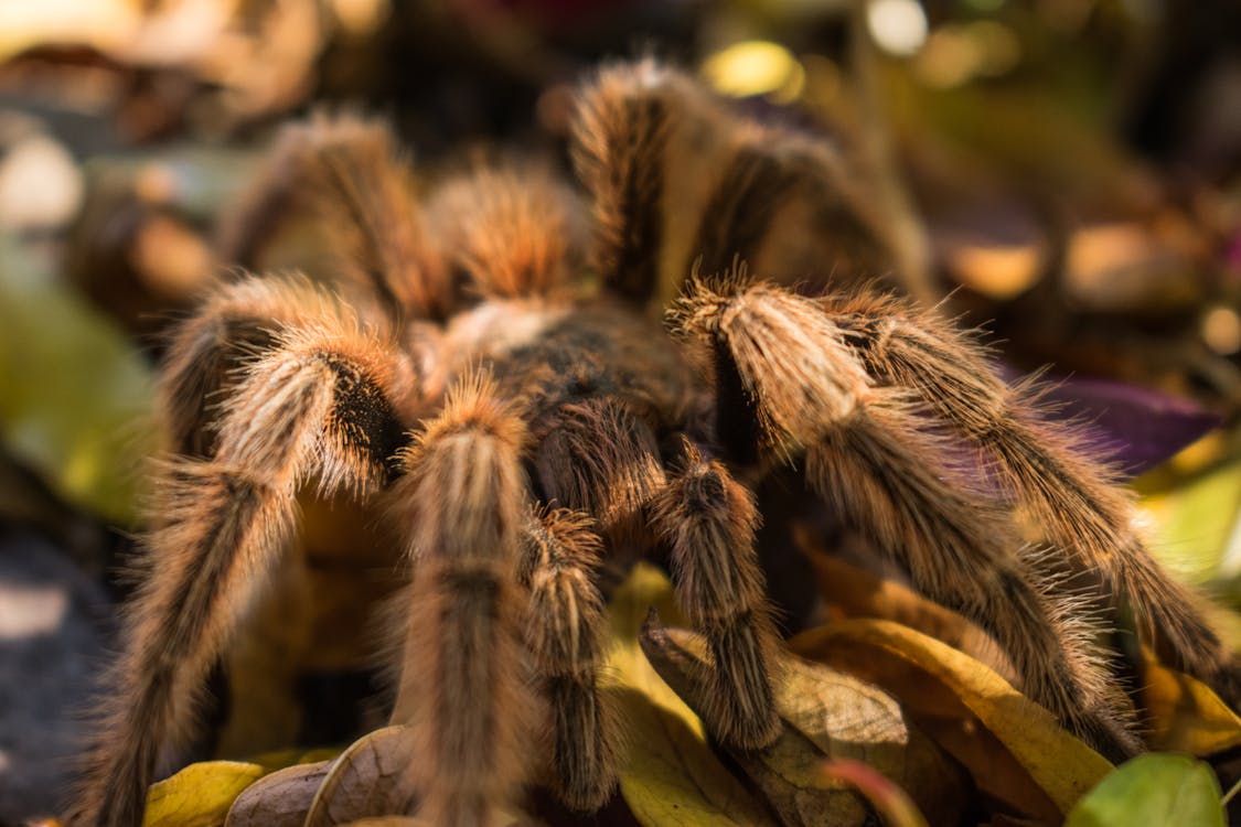 Close-up Photo of Brown Tarantula