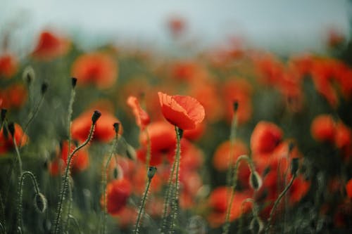 Poppies in a field with a blurry background
