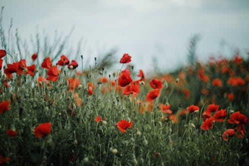 Poppies in a field with a cloudy sky