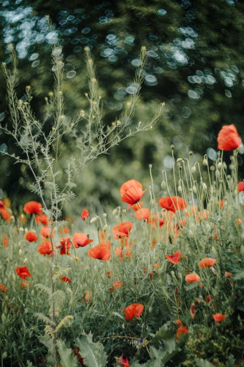 Poppies in a field with green grass