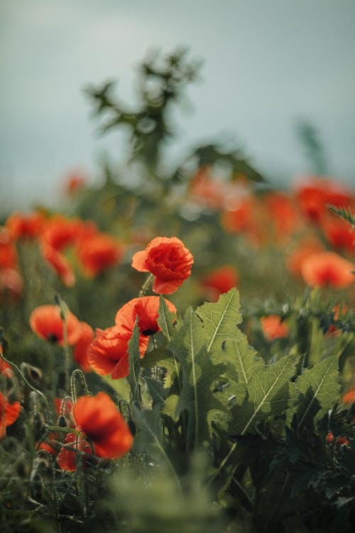 Poppies in a field with green grass