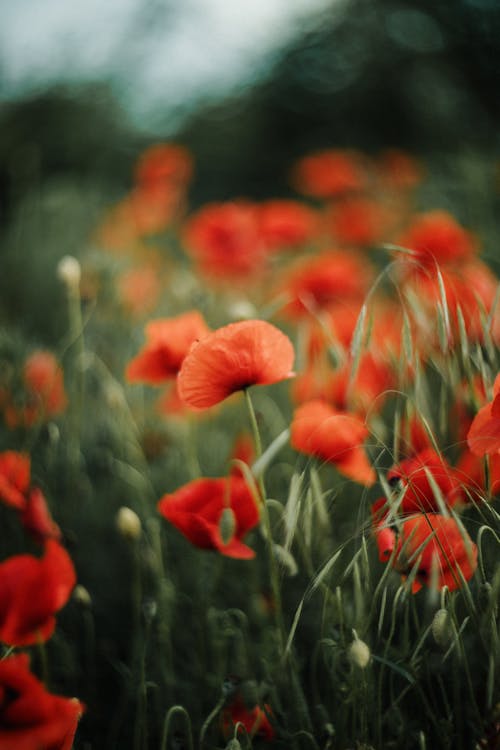 Poppies in the field by julie lee