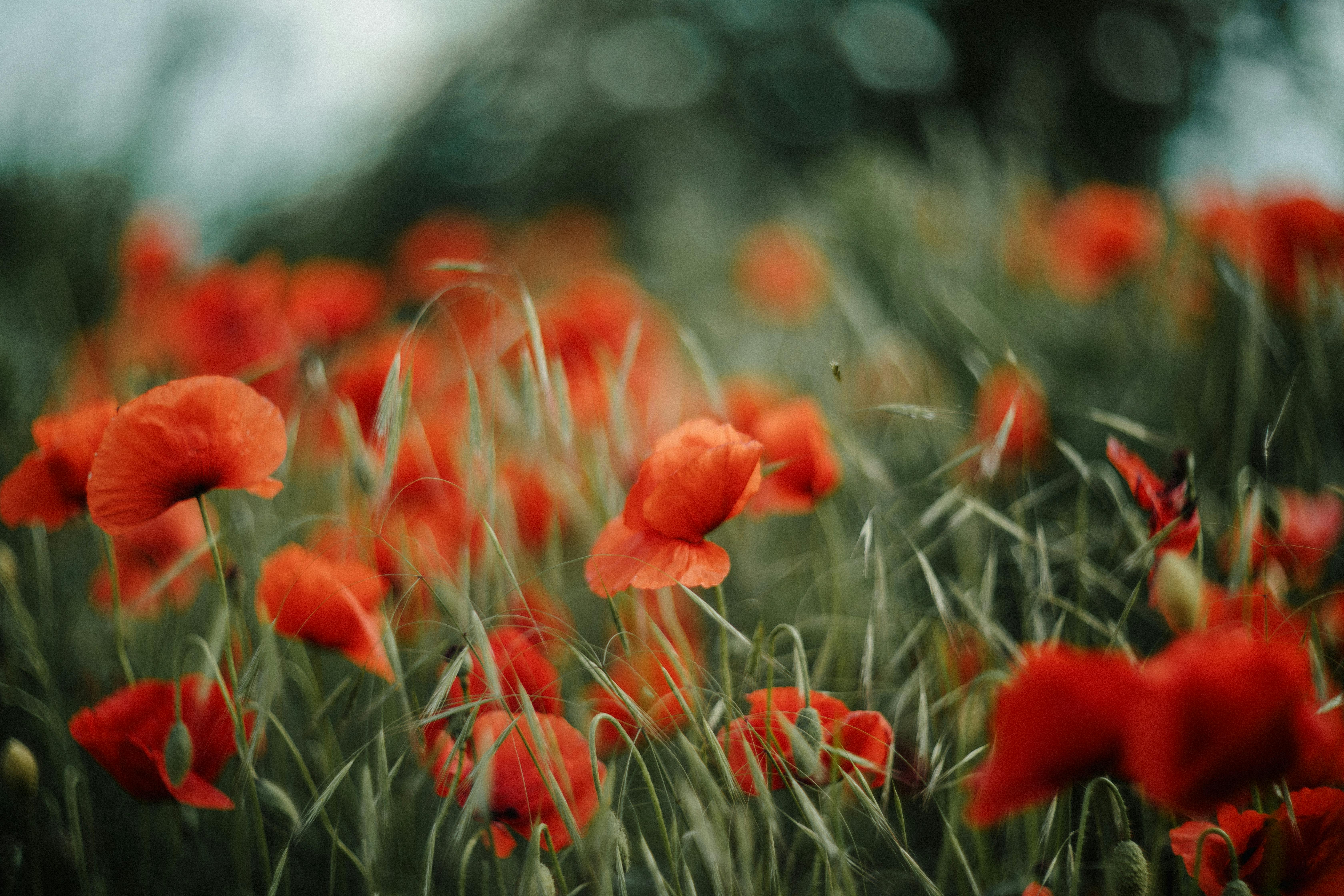 Bright red poppies bloom vibrantly in a lush, green meadow, symbolizing nature's beauty.