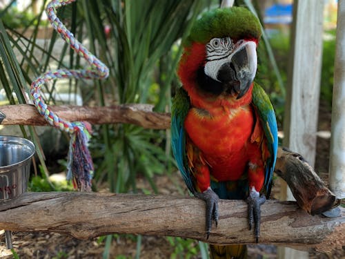 Free stock photo of macaw, parrot, red bird Stock Photo