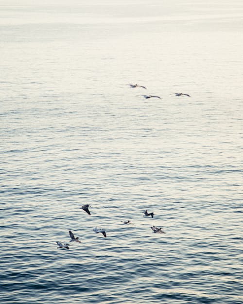 Foto Di Uccelli Che Volano Attraverso Il Mare