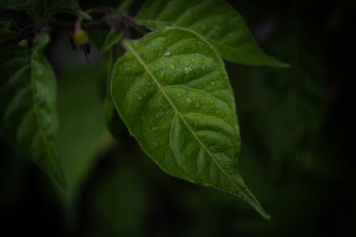 Free Close-Up Photo of Green Leaf Stock Photo