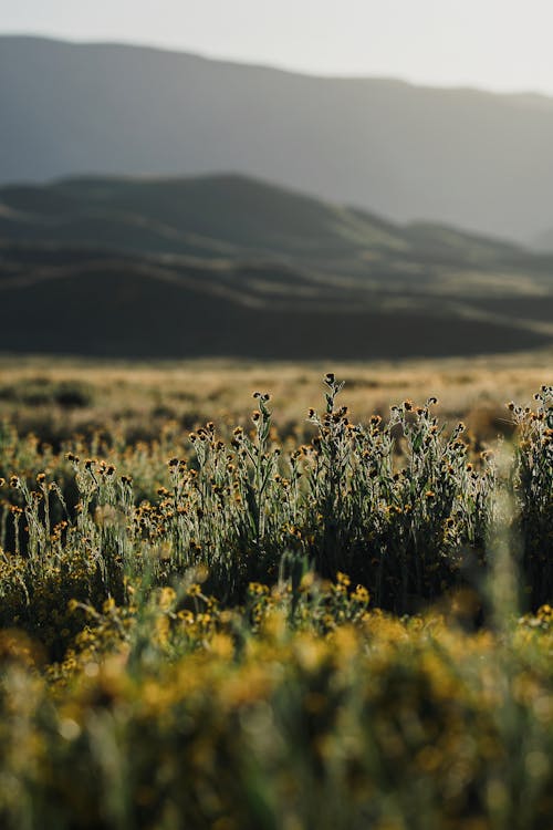 Gratis stockfoto met akkerland, avond, berg