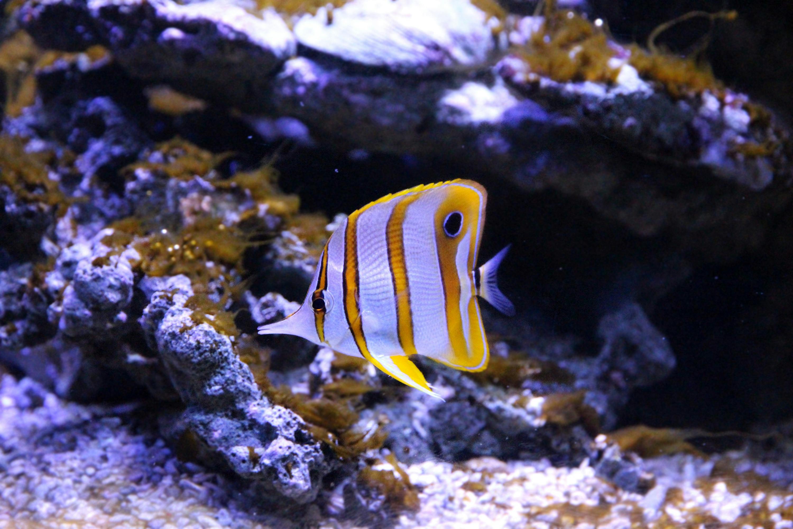 white-and-yellow-fish-free-stock-photo