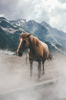 雾蒙蒙的山间，矗立着一匹棕色的马，展现了大自然的美丽