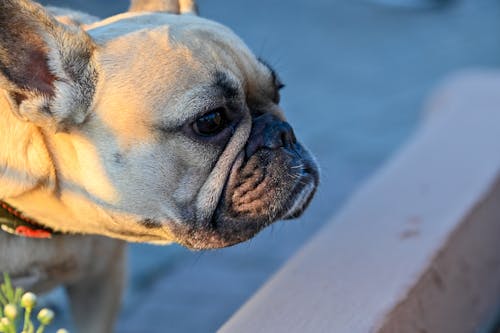 フランス語, ブルドッグ, 太陽の無料の写真素材