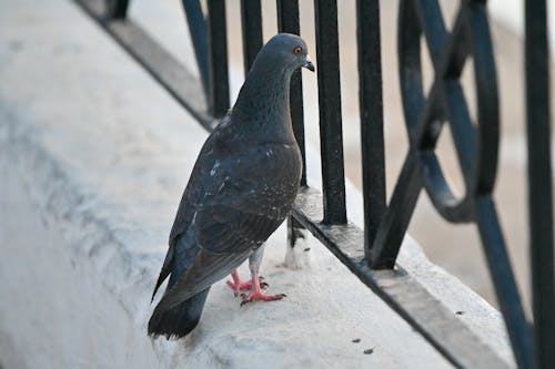 日, 朝, 鳥の無料の写真素材