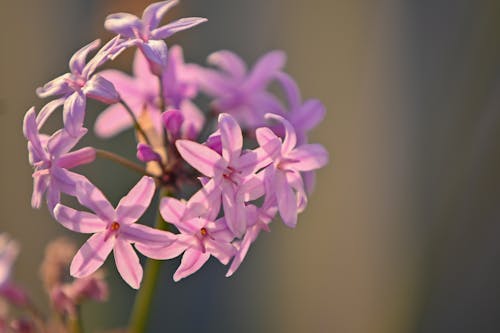 Gratis arkivbilde med blomst, dag, natur