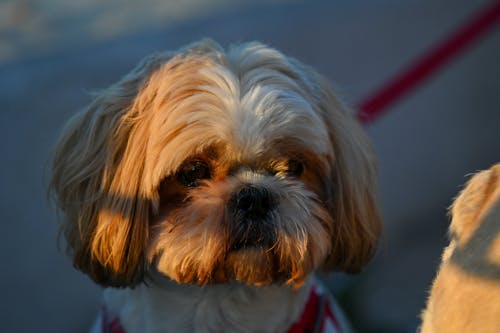 Gratis arkivbilde med dag, hund, shihtzu