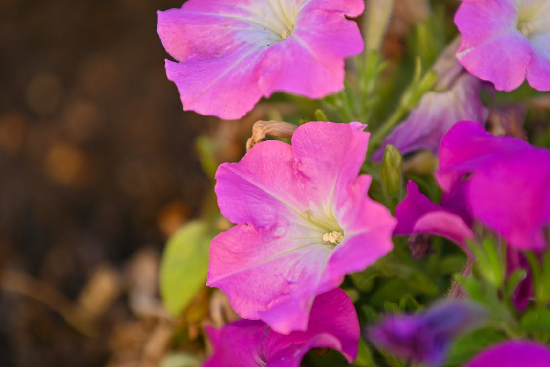 日, 自然, 花の無料の写真素材