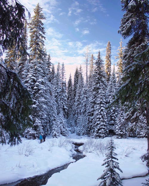 Besneeuwde Bomen