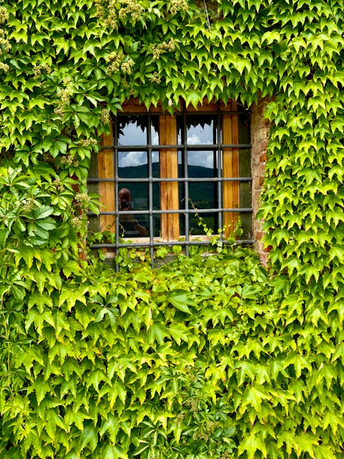 Foto profissional grátis de casa antiga, folhas verdes escuras, Itália