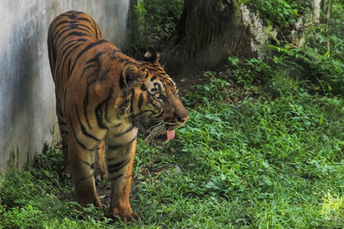 hayvan, Hayvan Krallığı, Sumatra kaplanı içeren Ücretsiz stok fotoğraf