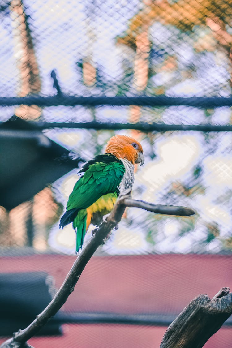 Bird Perched On Branch