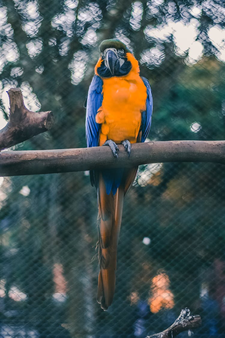 Bird Perched On Branch