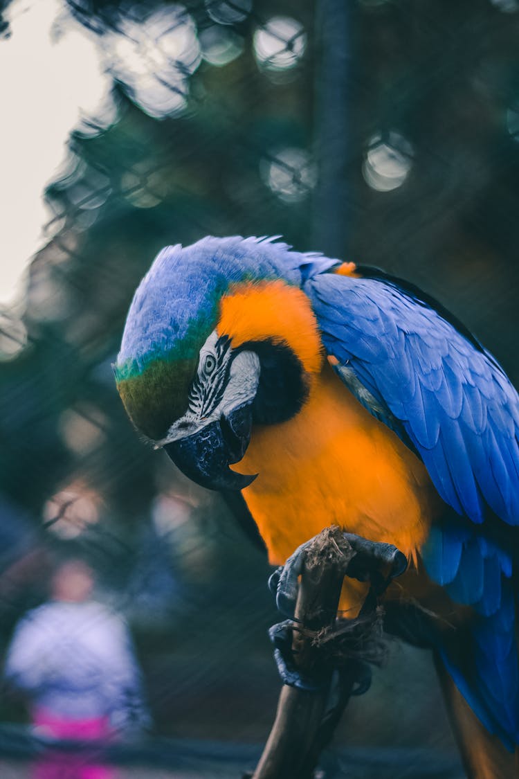 Bird Perched On Branch