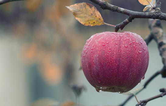 Close-up of Fruits Hanging on Tree