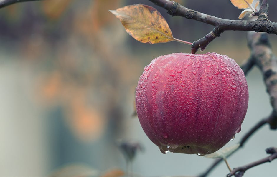 Close-up of Fruits Hanging on Tree