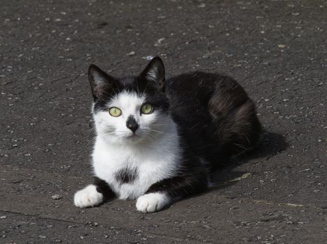 Close-up of a cute black and white cat lying on the ground outdoors, showcasing its vivid green eyes.