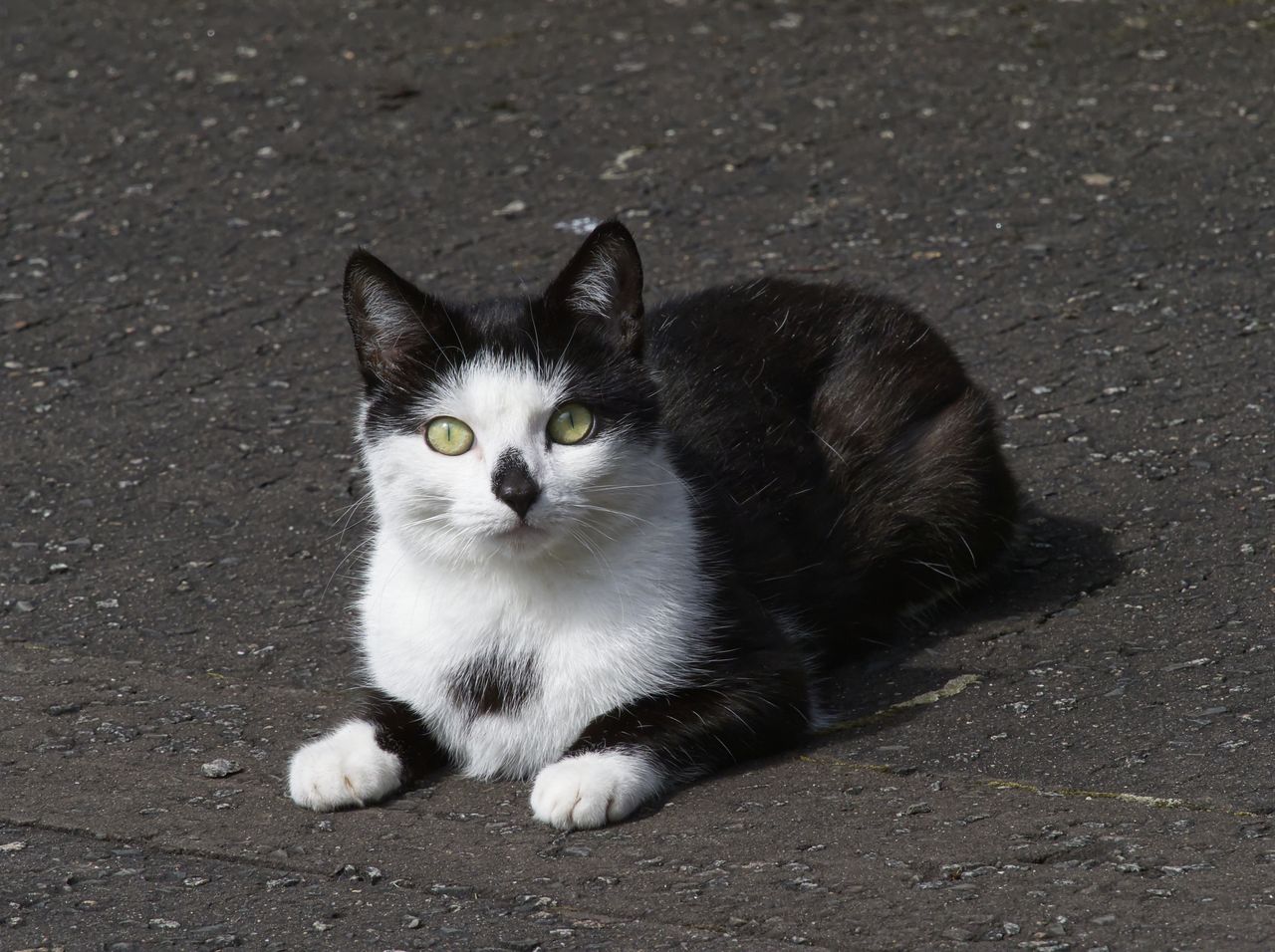 close up of a cute black and white cat lying on the ground outdoors sh