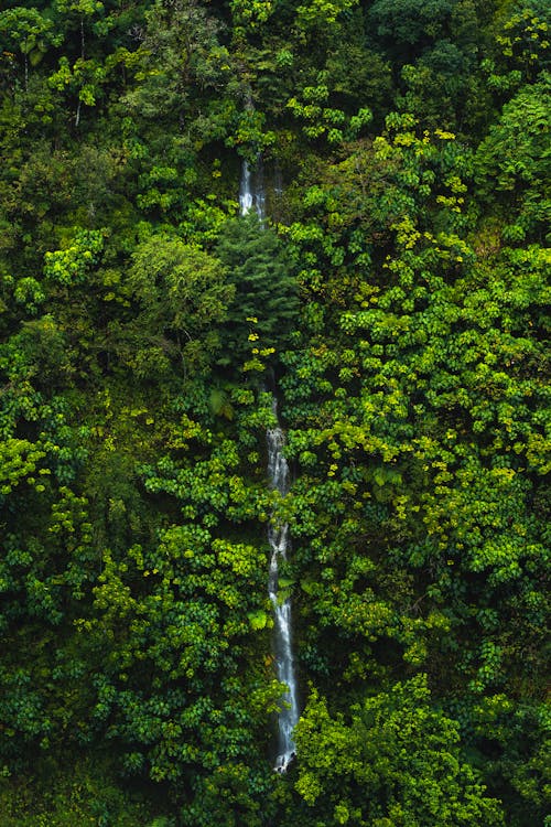 Hawai'ian Waterfall