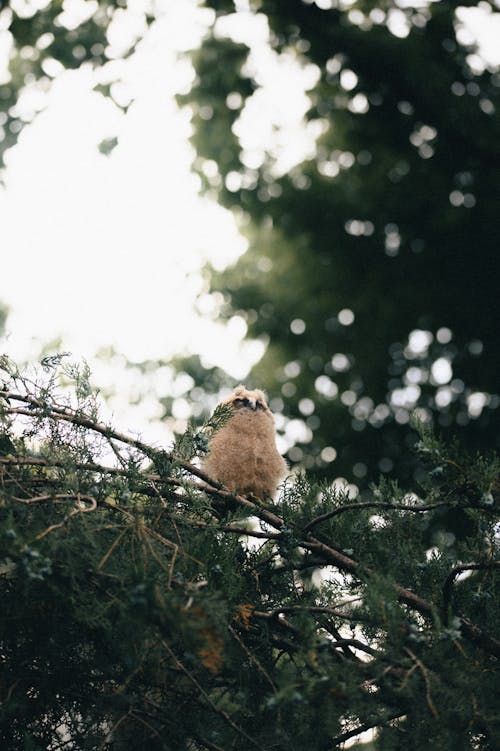 Photos gratuites de aigle, animal, arbre