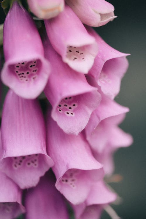 Gratis arkivbilde med atskilt, blad, blomst