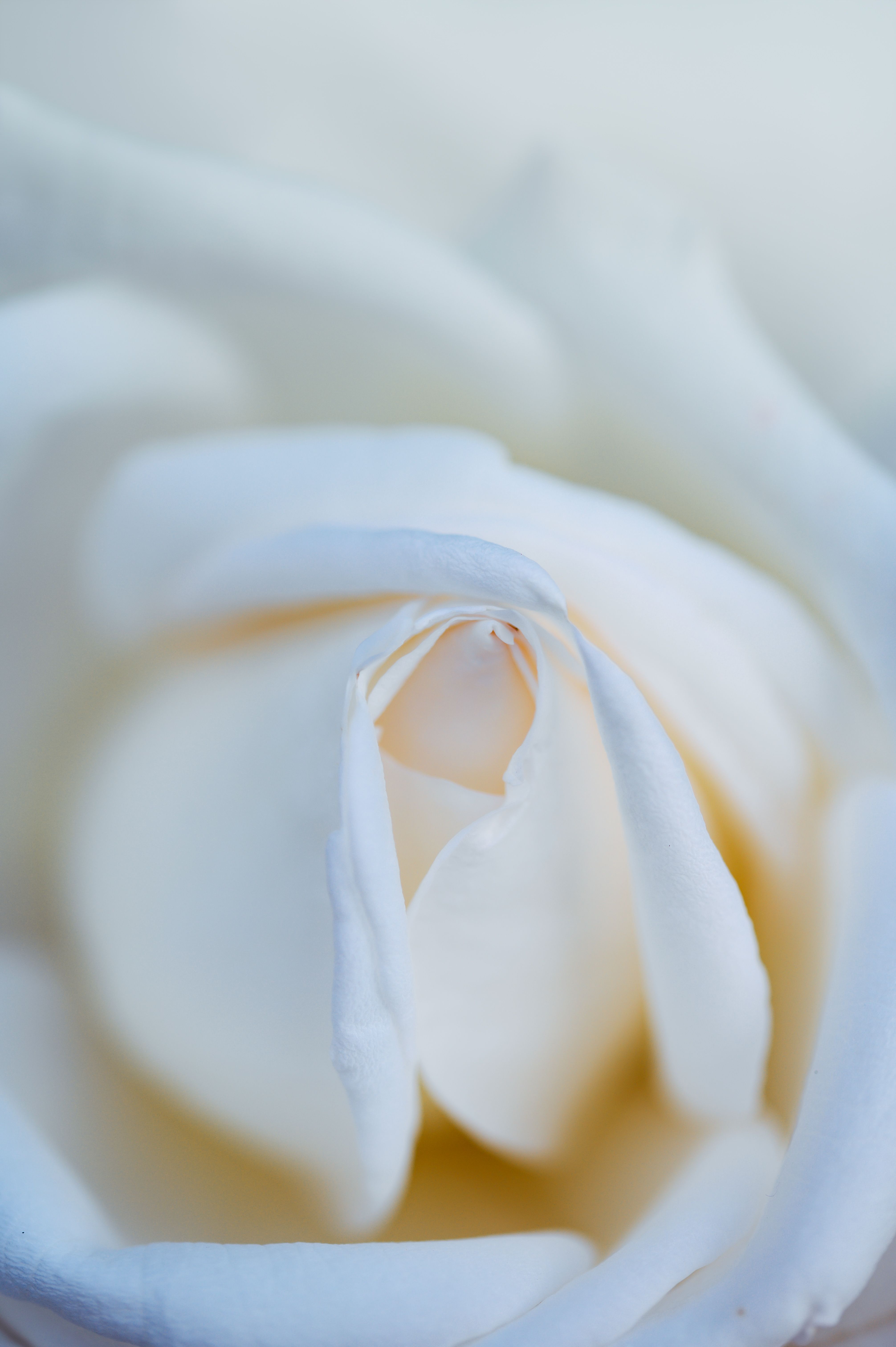 Close-up of a White Rose · Free Stock Photo