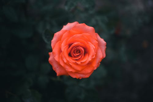꽃이 피는, 로맨스, 백합의 무료 스톡 사진