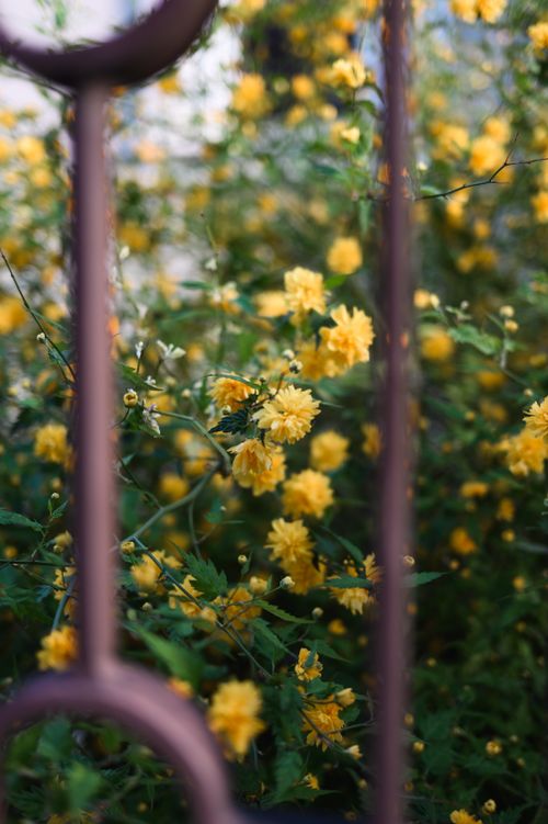 Free A visually striking image of bright yellow flowers growing behind a decorative metal bar fence. Stock Photo
