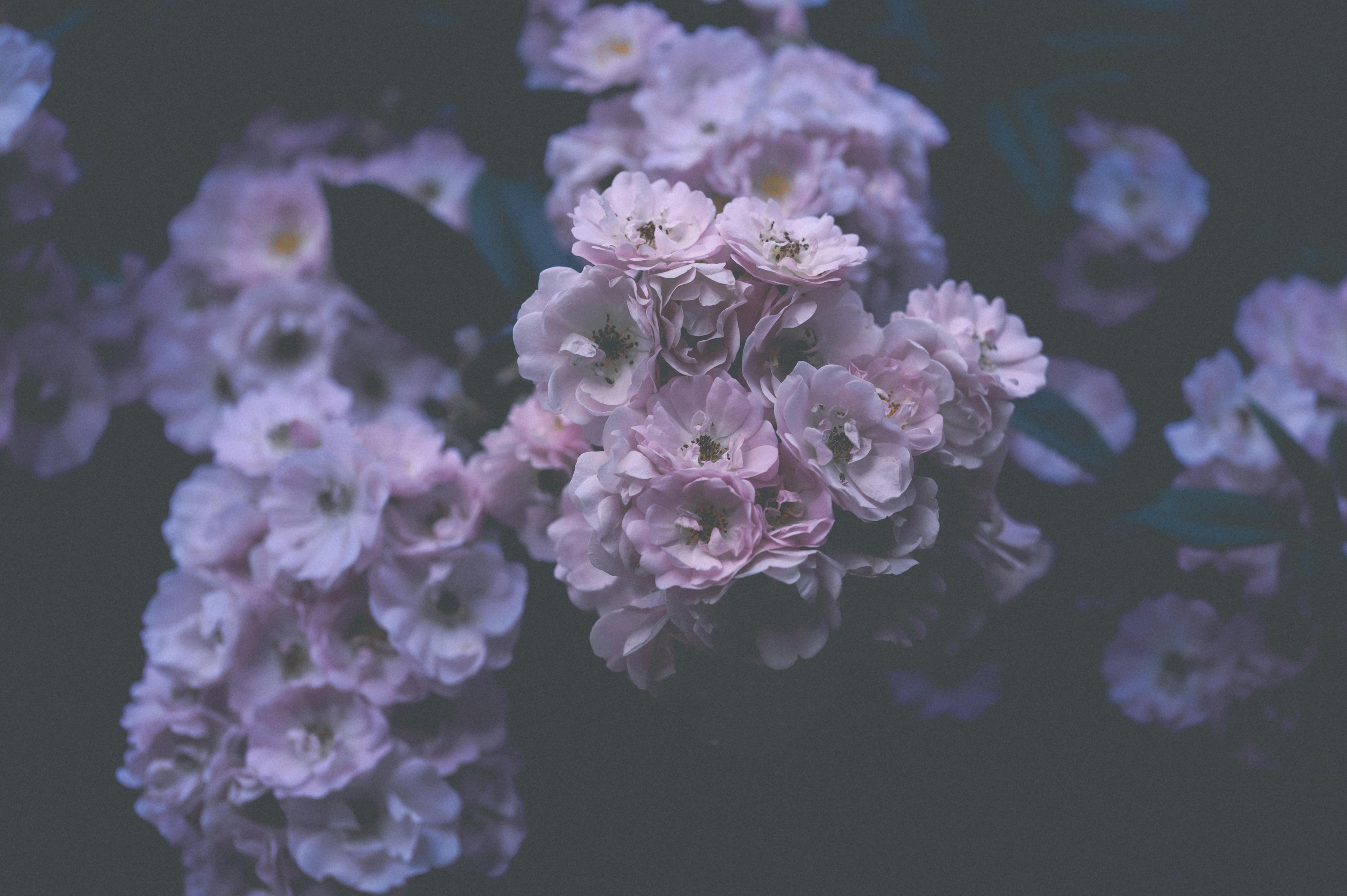 Delicate pink flowers in soft focus, creating a serene springtime scene.