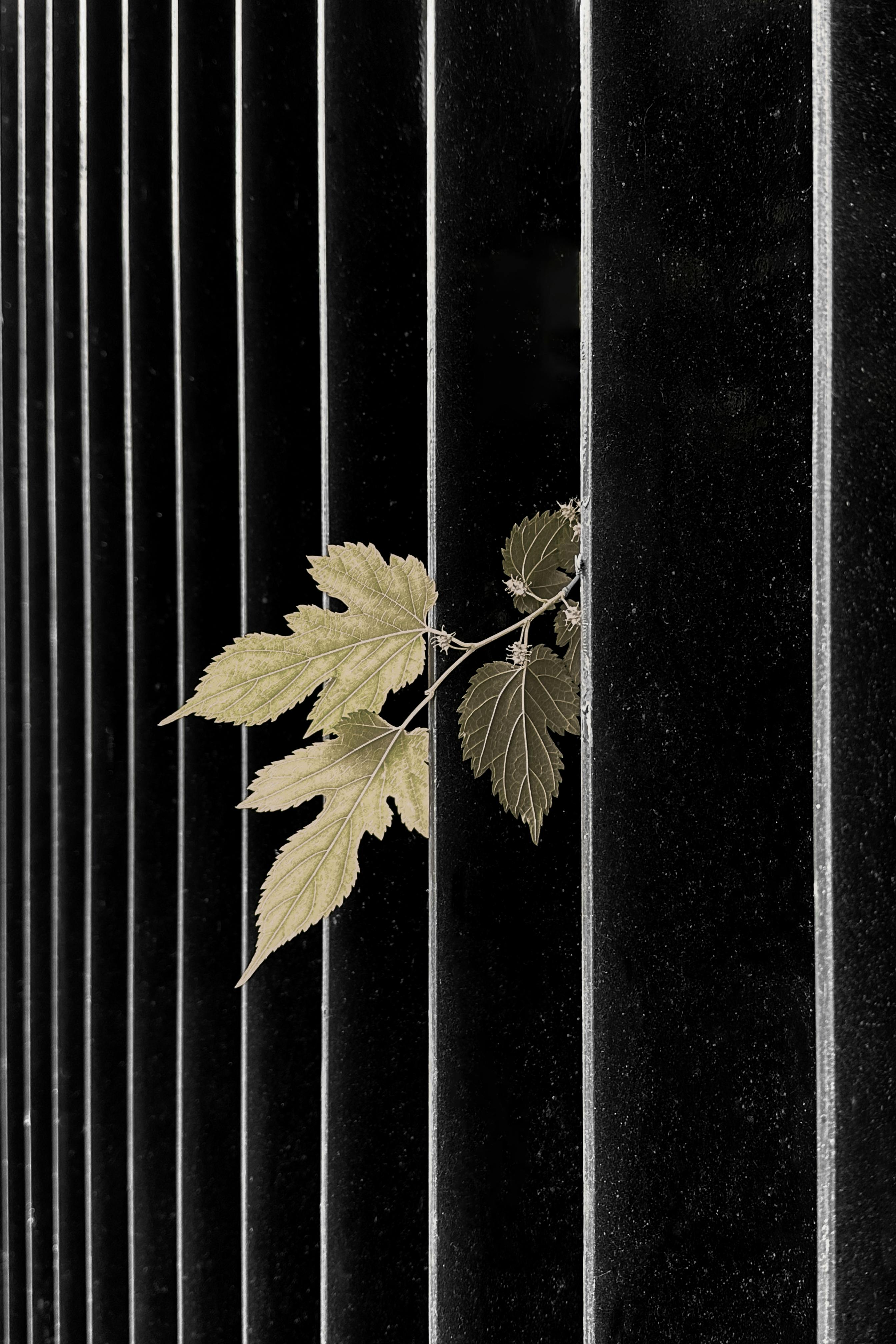 A set of golden autumn leaves intertwined with black iron bars, creating a stark contrast.