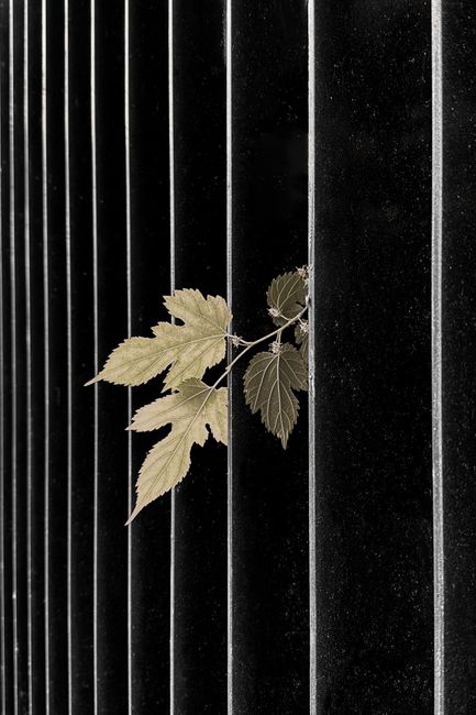 A set of golden autumn leaves intertwined with black iron bars, creating a stark contrast.