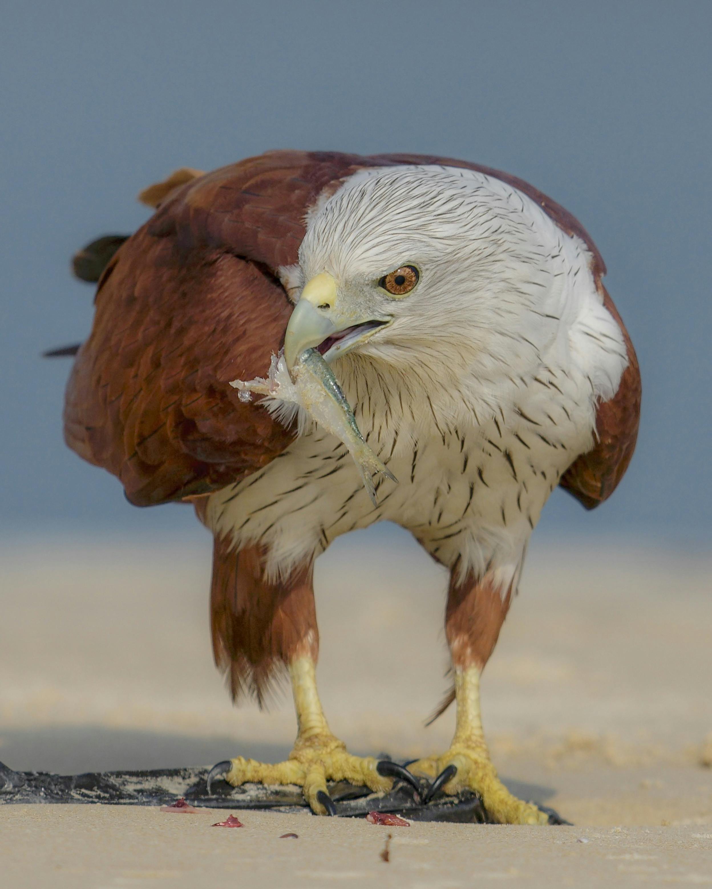 photos of beautiful birds birds flying birds