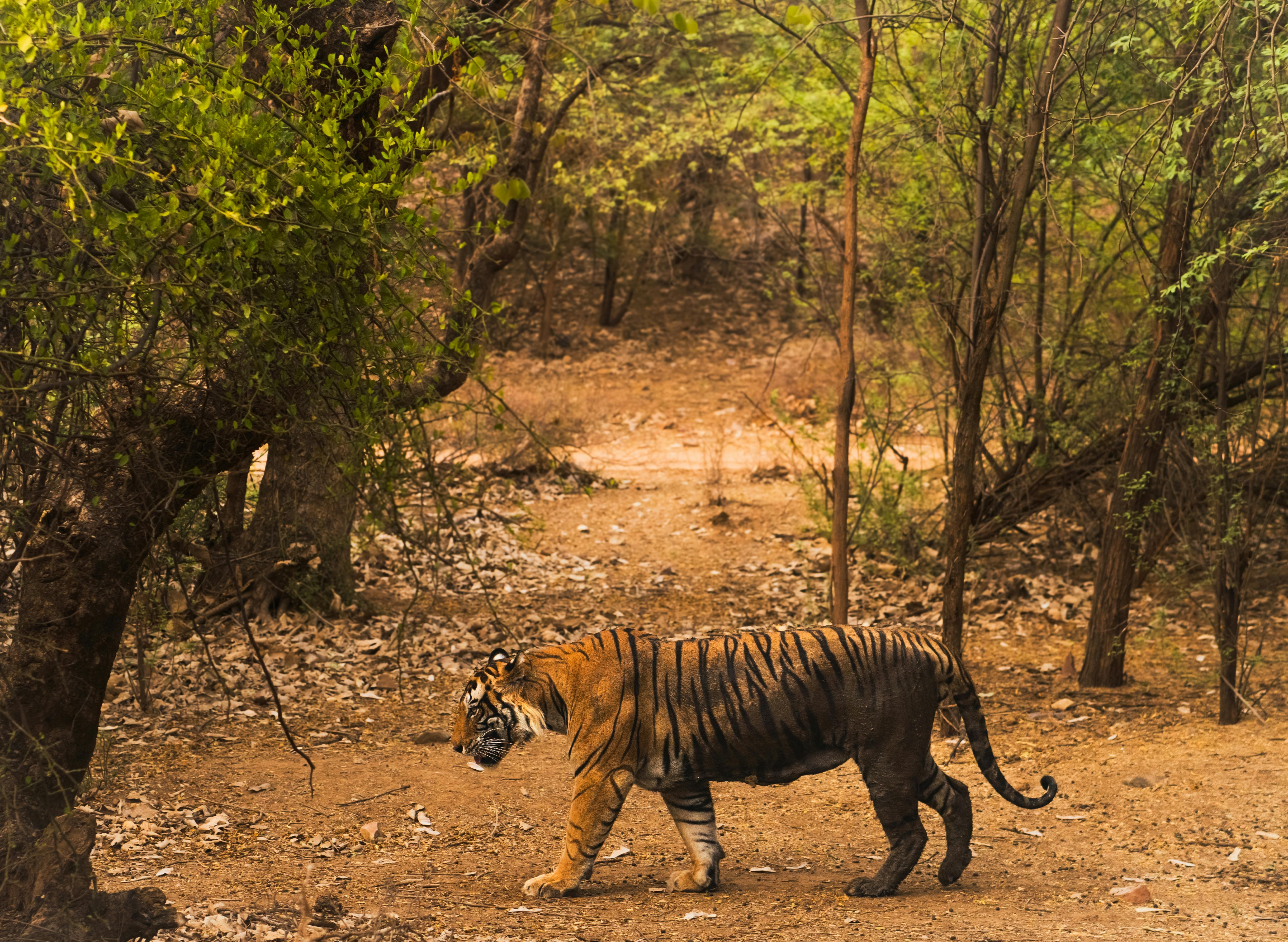 A Bengal tiger walking through dense forest in Ranthambore, India.