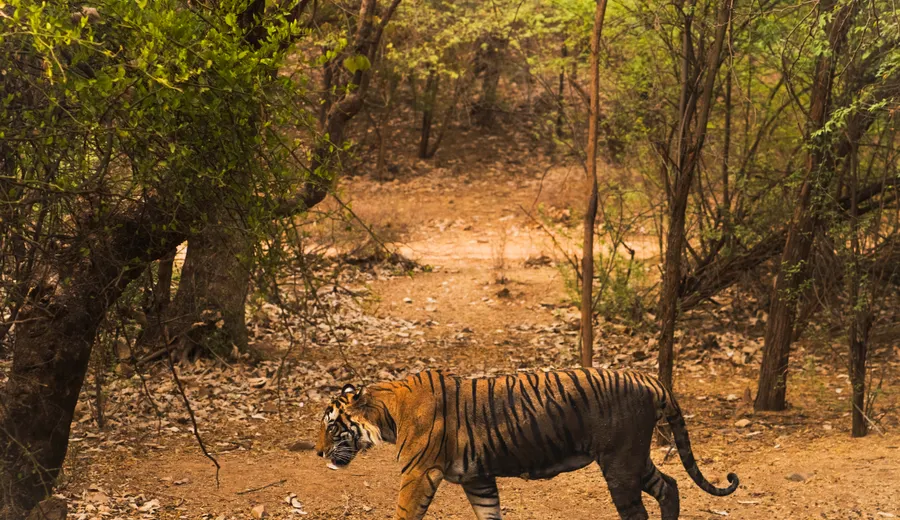 Sawai Madhopur