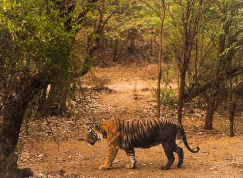 Ranthambore tiger safari (winter) — Rajasthan