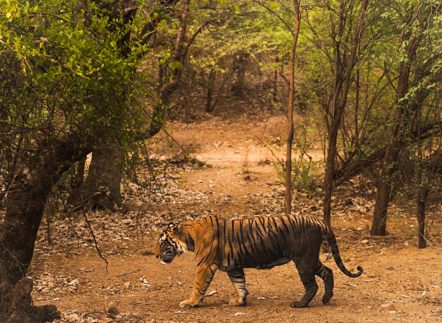 Ranthambore National Park photo 6