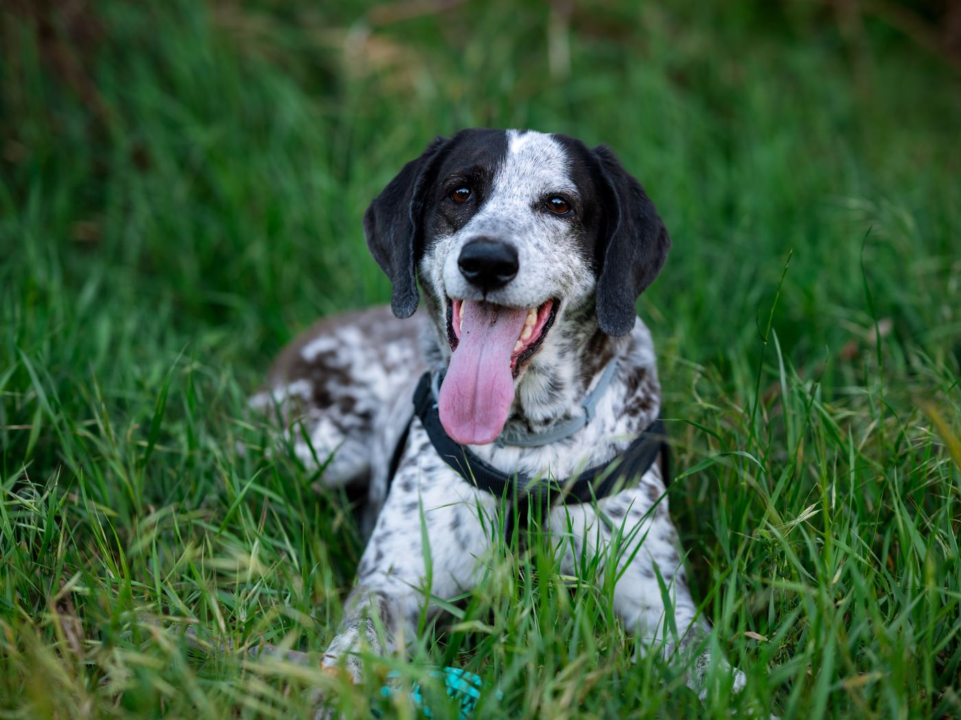 A springer spaniel resting after a walk