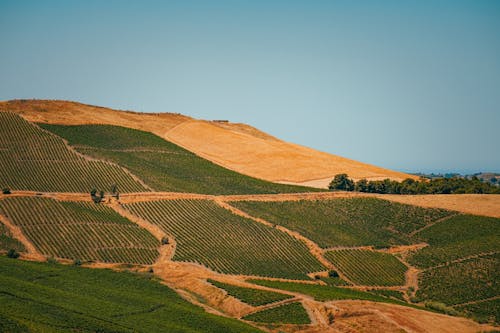 A view of a hillside with a vineyard