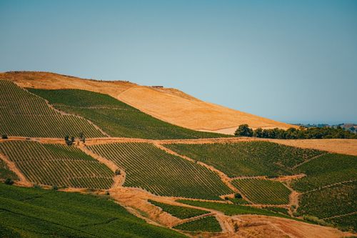 Free Picturesque vineyard landscape with rolling hills under a clear summer sky. Stock Photo