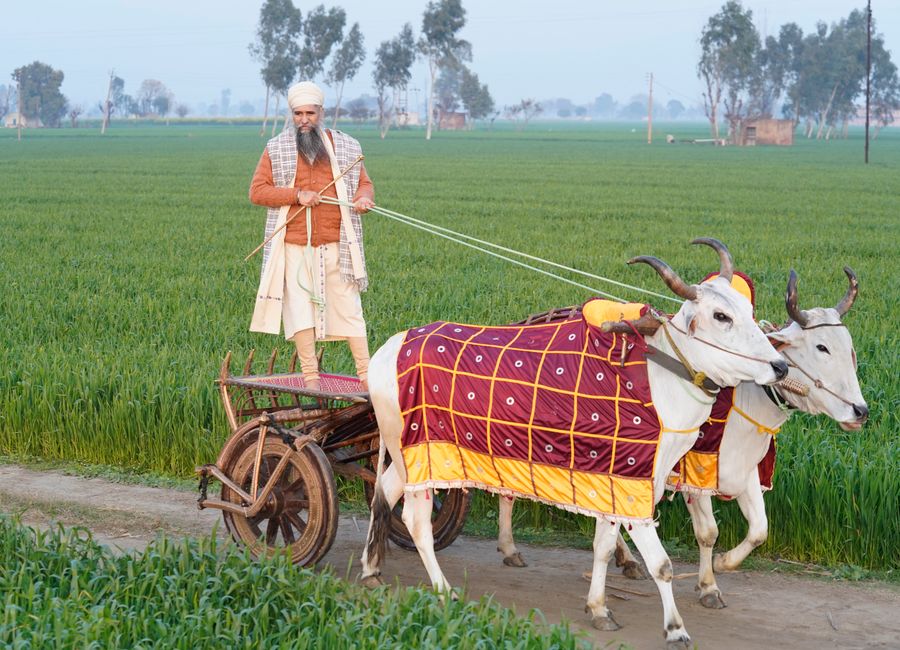 Man driving a decorated bullock cart through lush green fields in India, showcasing traditional rural life.