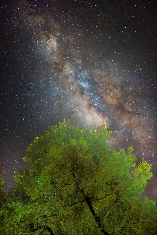 ağaç, astro, çekirdek içeren Ücretsiz stok fotoğraf