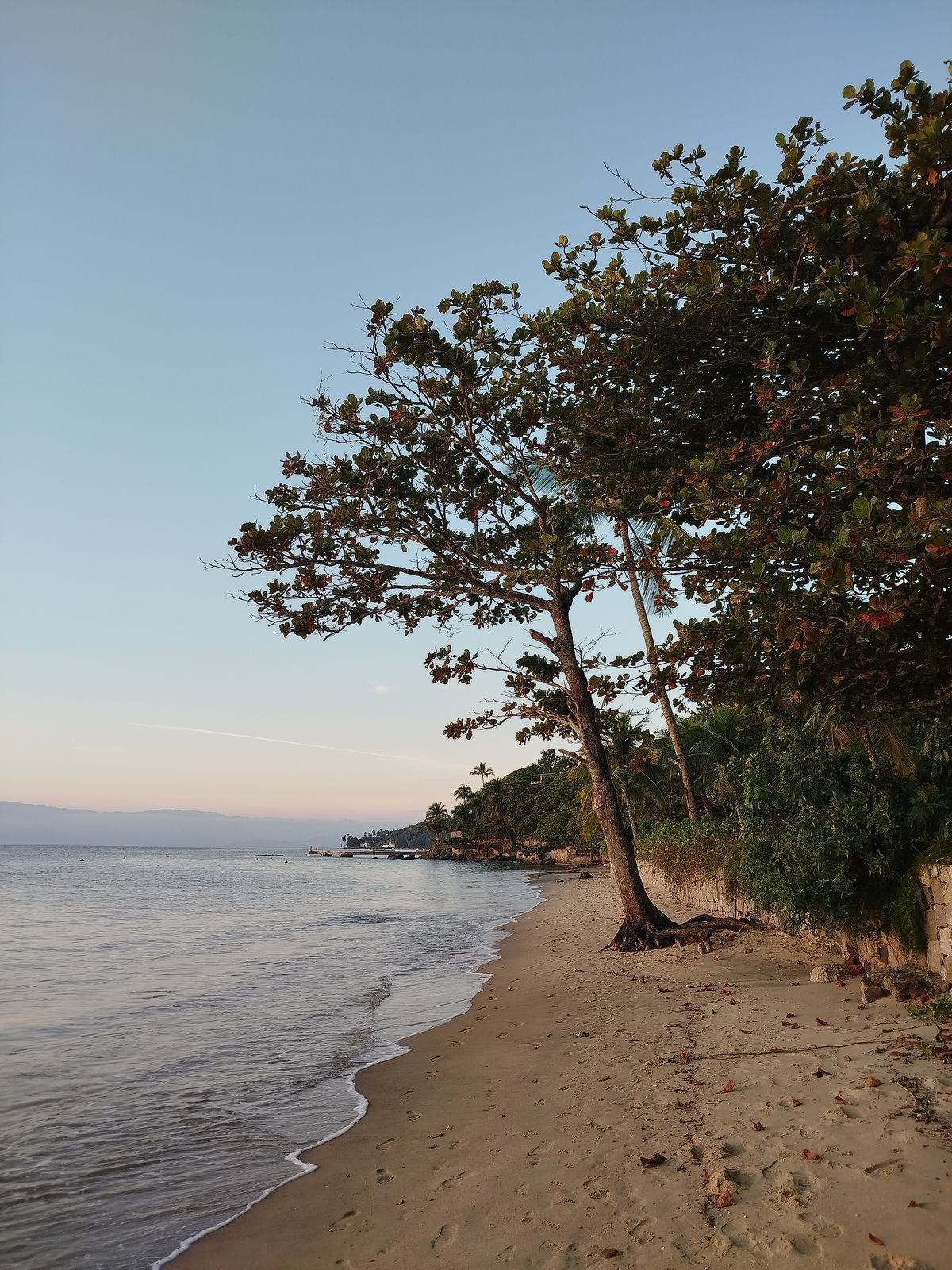 Beach Tree Photos, Download The BEST Free Beach Tree Stock Photos & HD ...